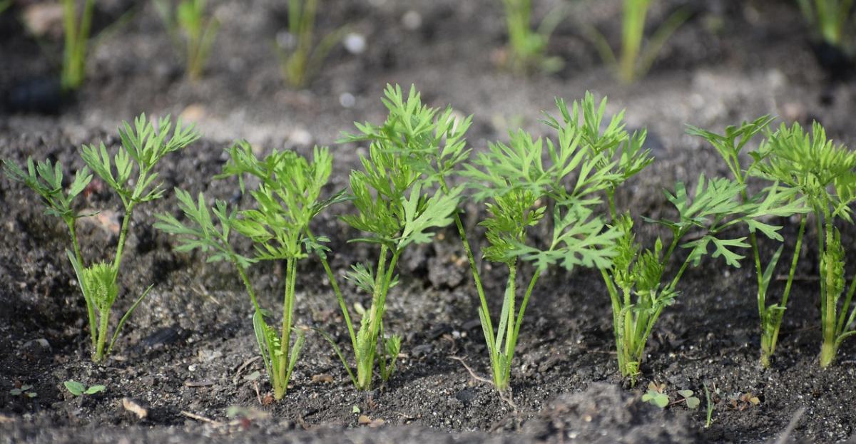 Carott seedlings